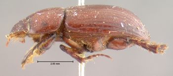 Media type: image;   Entomology 8357 Aspect: habitus lateral view